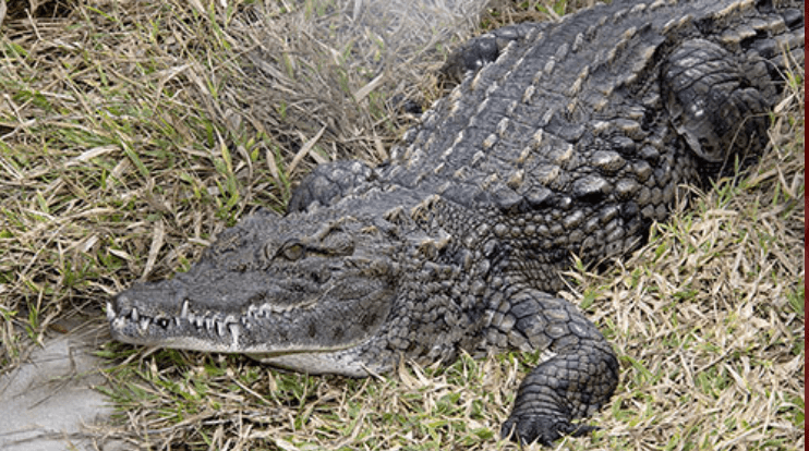 Reptile World Serpentarium Logo