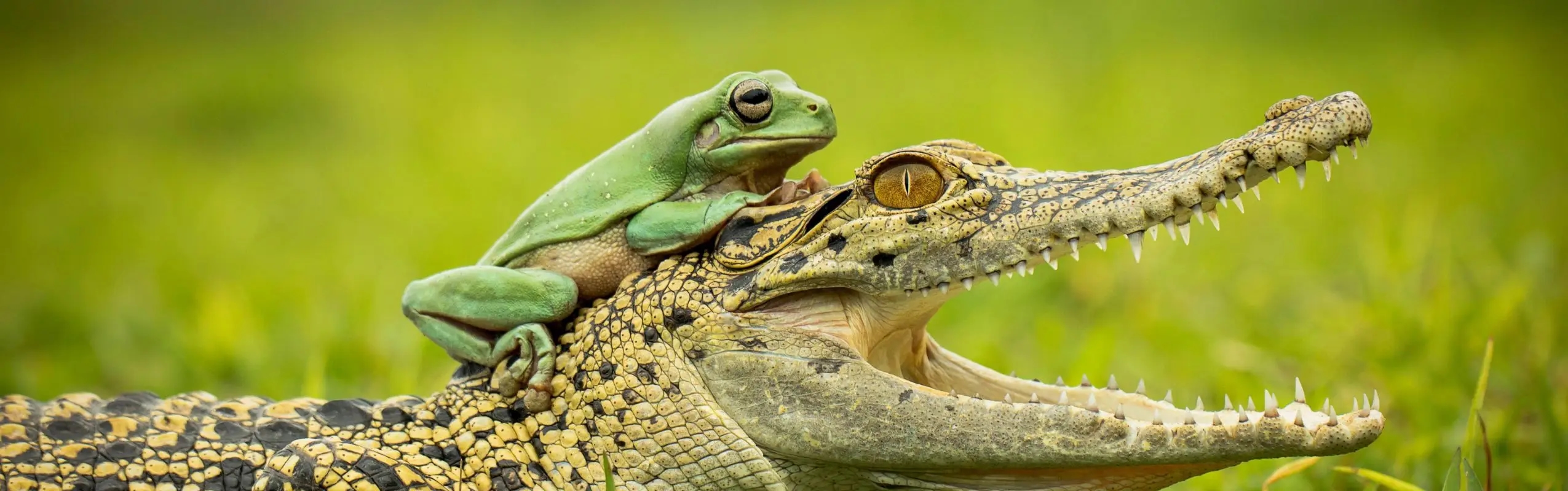 See Reptiles Directory