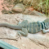 Review image 3