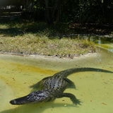 Review image 2