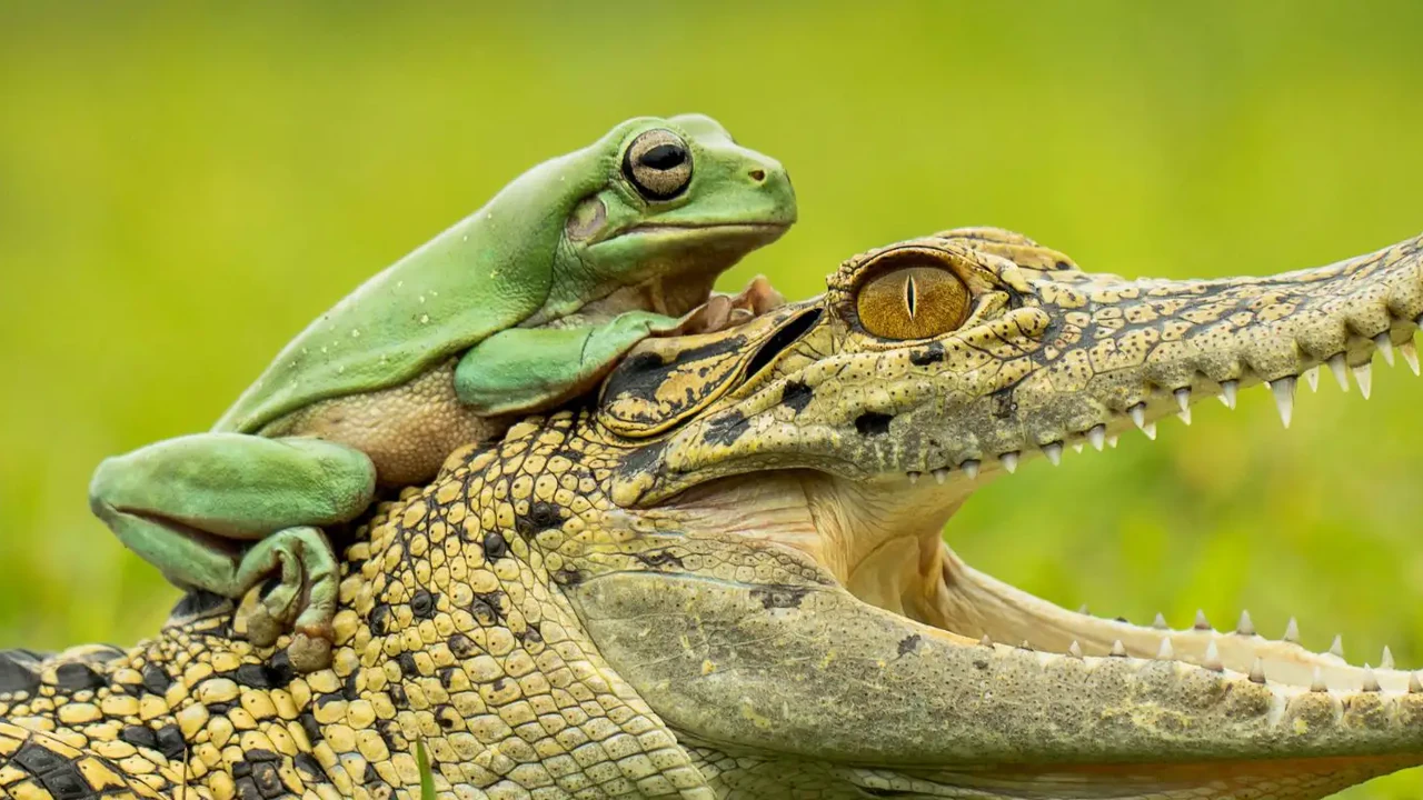 See Reptiles Directory