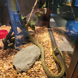 Review image 4